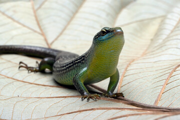 Olive Dasia Tree Skink lizard closeup on wood with isolated background