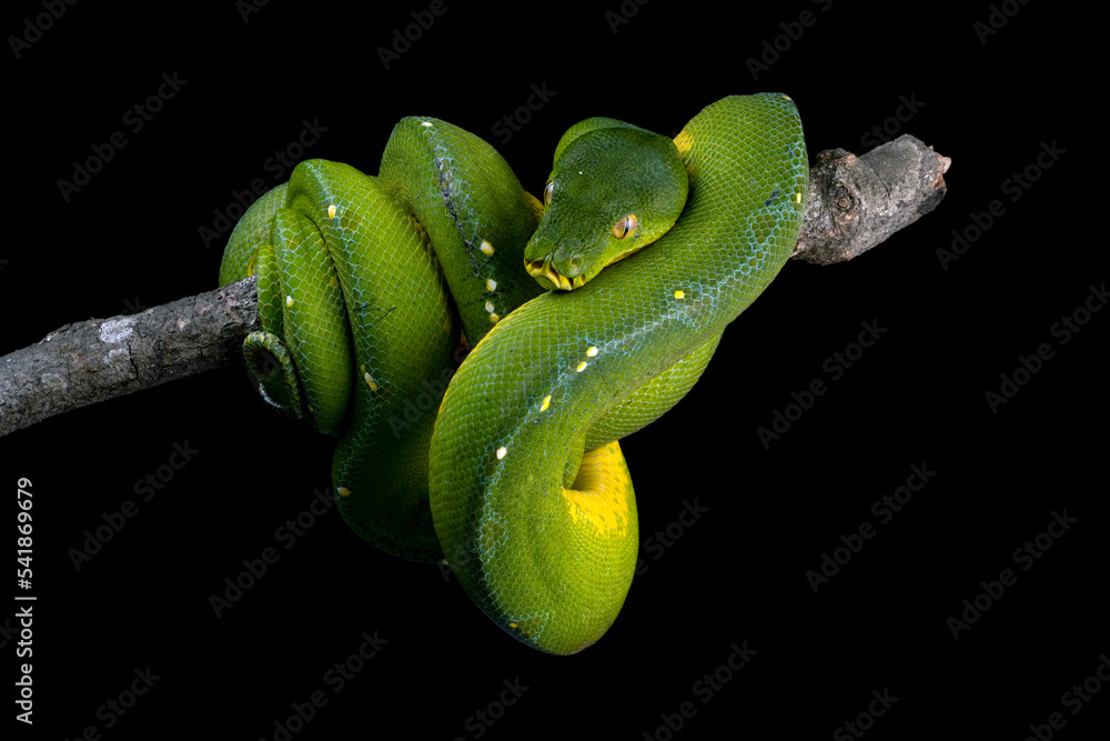 Wall mural green tree python snake on branch, chondropython viridis snake closeup with black background, indone