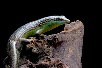 Olive Dasia Tree Skink lizard closeup on wood with isolated background