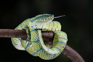 Tropidolaemus subannulatus wagleri viper closeup on branch