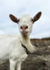 Fototapeta premium White goat is looking at the camera. Free range goats in the field, small goat milk and cheese farm.