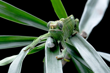 Female Chameleon fischer closeup on tree, Female chameleon fischer walking on twigs, chameleon...