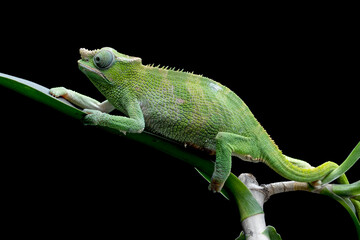 Female Chameleon fischer closeup on tree, Female chameleon fischer walking on twigs, chameleon fischer closeup on black background