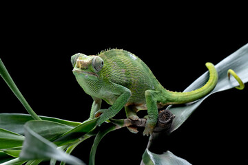 Female Chameleon fischer closeup on tree, Female chameleon fischer walking on twigs, chameleon fischer closeup on black background