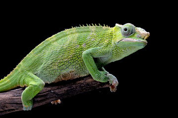 Female Chameleon fischer closeup on tree, Female chameleon fischer walking on twigs, chameleon fischer closeup on black background - obrazy, fototapety, plakaty