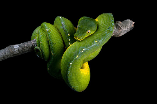 Green tree python snake on branch, Chondropython viridis snake closeup with black background, Indonesian Morelia viridis snake, Morelia azurea pulcher Timika