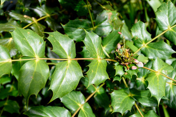 Spring flower At Erth Garden in Blackwood, Victoria, Australia