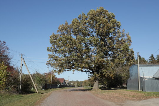 old oak tree on a rural street