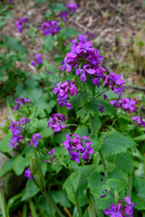 Spring flower At Erth Garden in Blackwood, Victoria, Australia