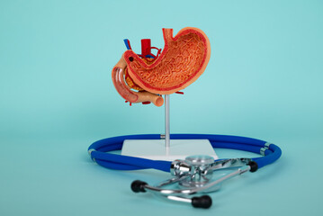 mockup stomach and stethoscope lies on a blue background