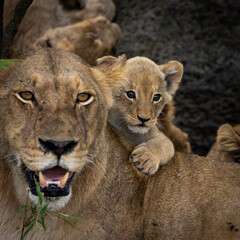 Obraz na płótnie Canvas a Cute small lion cub 