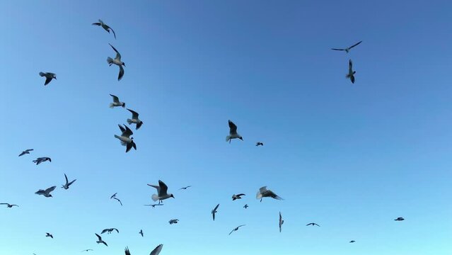 A flock of seagulls flying against the blue sky