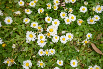 Fototapeta premium Spring flower At Erth Garden in Blackwood, Victoria, Australia