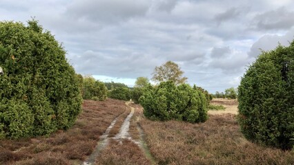 Lüneburger Heide im Herbst