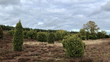 Obraz premium Lüneburger Heide im Herbst