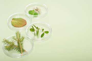 wild forest plants in petri dish as alternative medicine ingredients. using herbs in medicine and cosmetic, health care and supplement production.