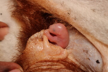 Newborn marsupial animal breastfeeding from New Guinea.