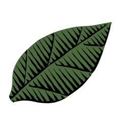 A green Leaf isolated on white. Hand drawn vintage  engraving style illustrations. Vector