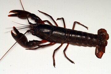Isolated close up of head crayfish shrimp from New Guinea