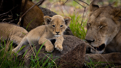 Obraz na płótnie Canvas a Cute small lion cub 