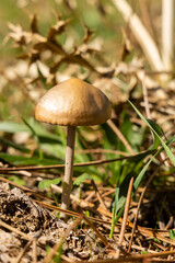 A forest brown mushroom in a natural background . High quality photo