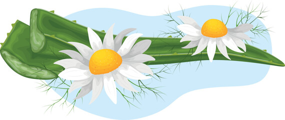 Aloe-vera. Aloe leaves with chamomile flowers. Medicinal plant. A plant for cosmetics. Vector illustration.