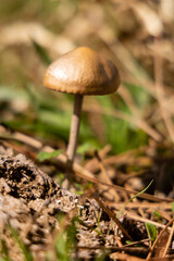 A forest brown mushroom in a natural background . High quality photo