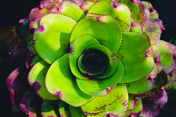 Colorful ornamental plant. Bromeliad plants or Urn Plant. Close up of brazilian bromeliad  (family Bromeliaceae, subfamily Bromelioideae) green leave background.