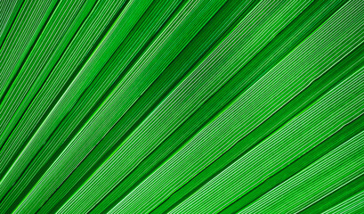 Obraz premium Palm leaf structure close up, concept for background or screensaver for advertising eco products and perfumery