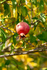 Ripe pomegranate fruit close-up among yellow foliage