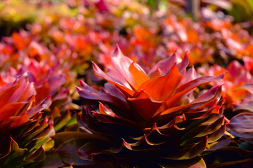 Colorful ornamental plant. Bromeliad plants or Urn Plant. Close up of brazilian bromeliad  (family: Bromeliaceae, subfamily: Bromelioideae)