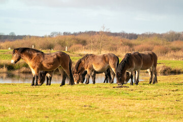 A herd of wild Exmoor ponies, against a blue sky in a nature reserve in Fochteloo, The Netherlands. Selective focus, food, blue, sun.