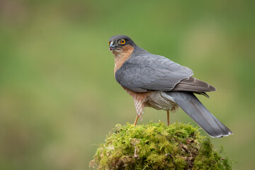 A close up portrait of a male sparrowhawk as it perched on an old wooden tree stump covered in lichen.