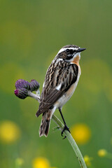 Braunkehlchen // Whinchat (Saxicola rubetra) - Vogel des Jahres 2023