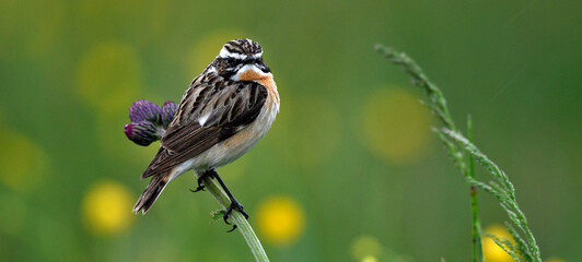 Whinchat // Braunkehlchen (Saxicola rubetra) - Bird of the Year 2023