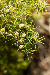 Juniperus communis. Medicinal plant and evergreen tree - the common juniper