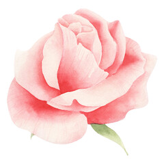 Fototapeta na wymiar Watercolor pink rose isolated. Floral illustration with rose.