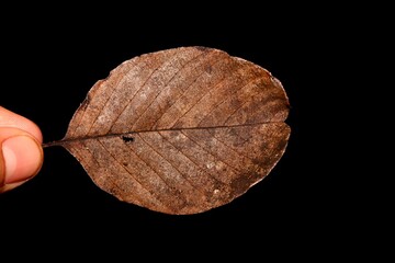 Brown Leaf with black isolated background