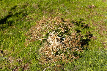 dry thistle plant in the mountains of Guadarrama in Madrid