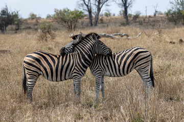 Fototapeta na wymiar Two zebras are standing head to tail with each other and resting their heads on each other’s backs, relaxing, and looking for predators in any direction. 
