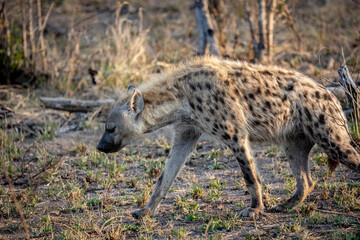 A close-up of a spotted hyena walking through the African bush veld.