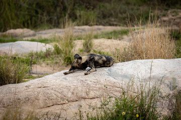 A wide shot of an African wild dog resting on the top of a huge rock in the wilderness bush.