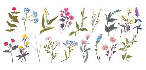 Spring flowers set, plant branch, summer bouquet. Botanical hand drawn flora, wild herbs, pink floral decorative elements, wedding decor, exact boho botany. Vector isolated illustration