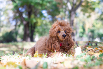 Fototapeta premium Red Poodle , dog is standing in an autumn leaf