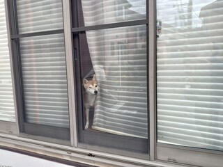 早く帰ってこないかなァ　　ー留守番ー