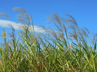 風になびくススキ