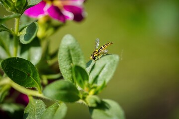 small wasp on the leaves of a plant