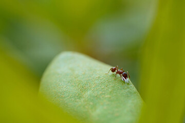 red ant on green plant