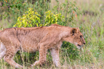 Lion Cub walking in the grass of the savannah