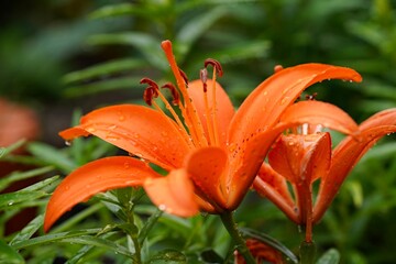 orange lily flower with water droplets